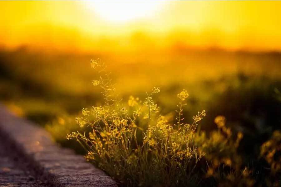 全国象棋锦标赛卫冕冠军成功蝉联